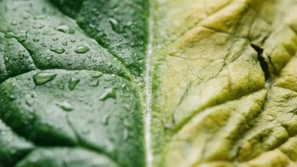 Makroaufnahme von welkenden Spinatblaettern, die den Naehrstoffverlust durch lange Lagerung symbolisieren
